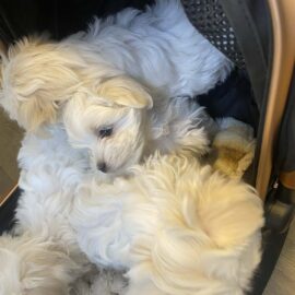 657140163_122162482520662759_3174212302460919414_n