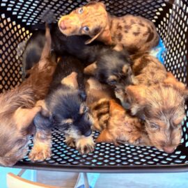 Pups
